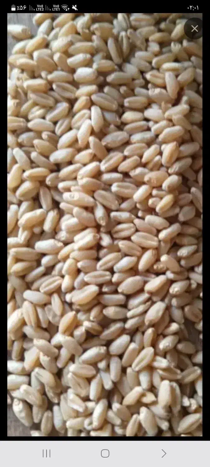 گندم بوجاری شده|گل و گیاه طبیعی|بندر ماهشهر, |دیوار