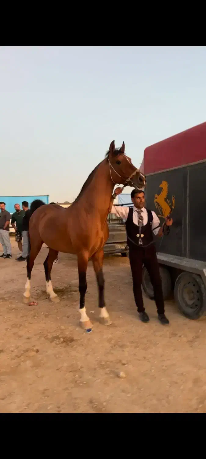 اسب|اسب و تجهیزات اسبسواری|سیاخ دارنگون, |دیوار