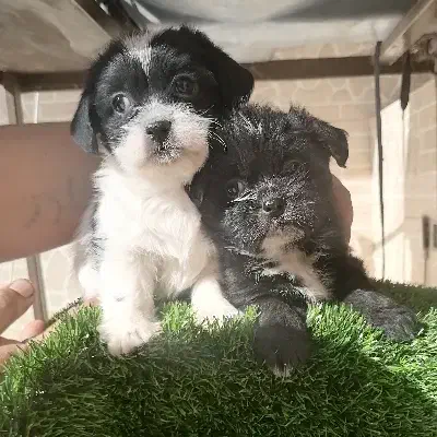 توله سایز ریز|سگ|کرمان, |دیوار