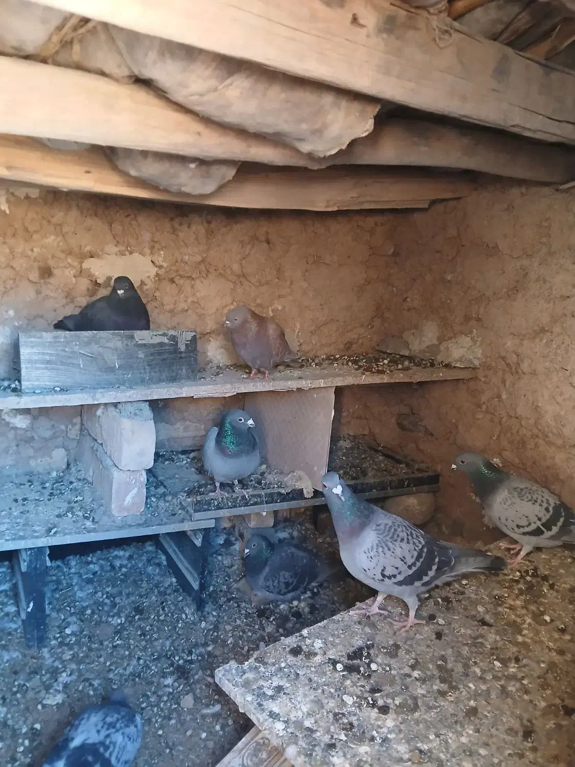 کبوتر|پرنده|نورآباد, |دیوار