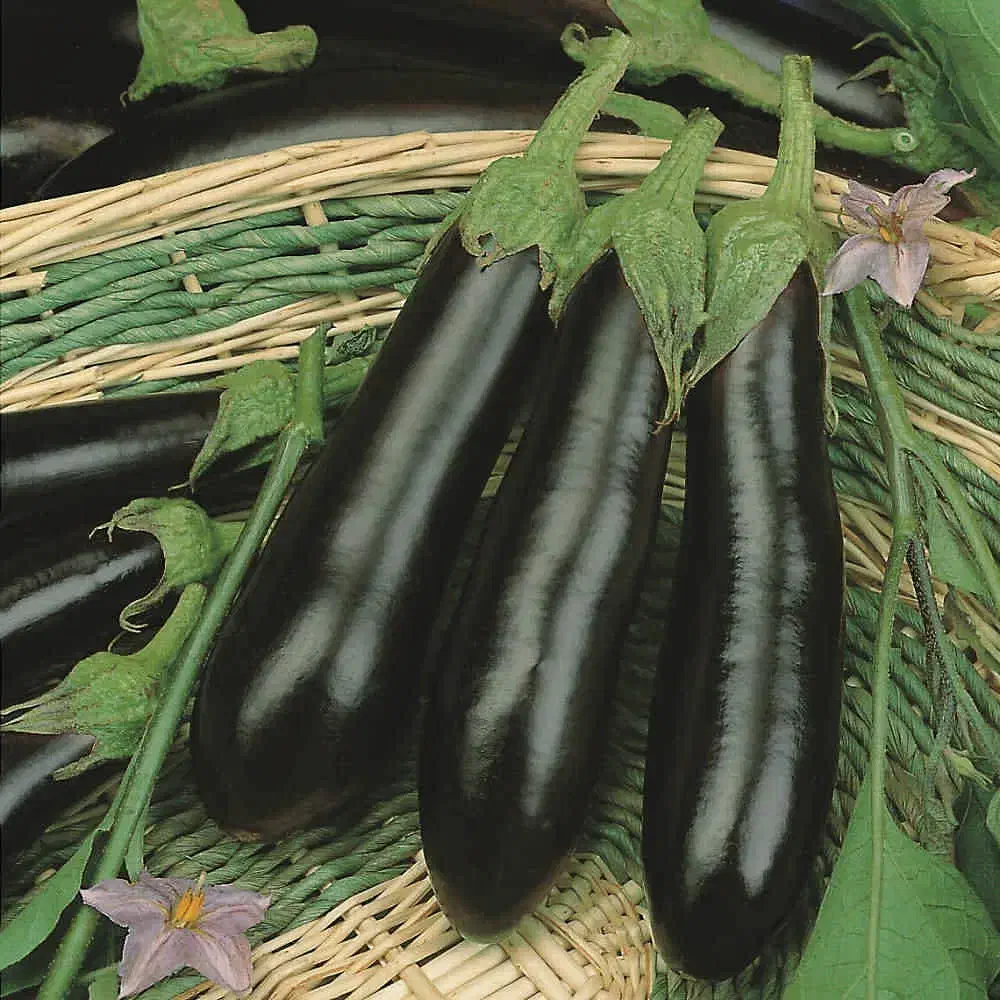 بادمجان قلمی|خوردنی و آشامیدنی|گرمسار, |دیوار