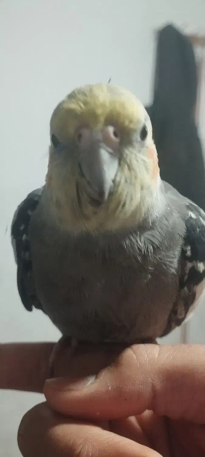 گمشده|حیوانات|شازند, |دیوار