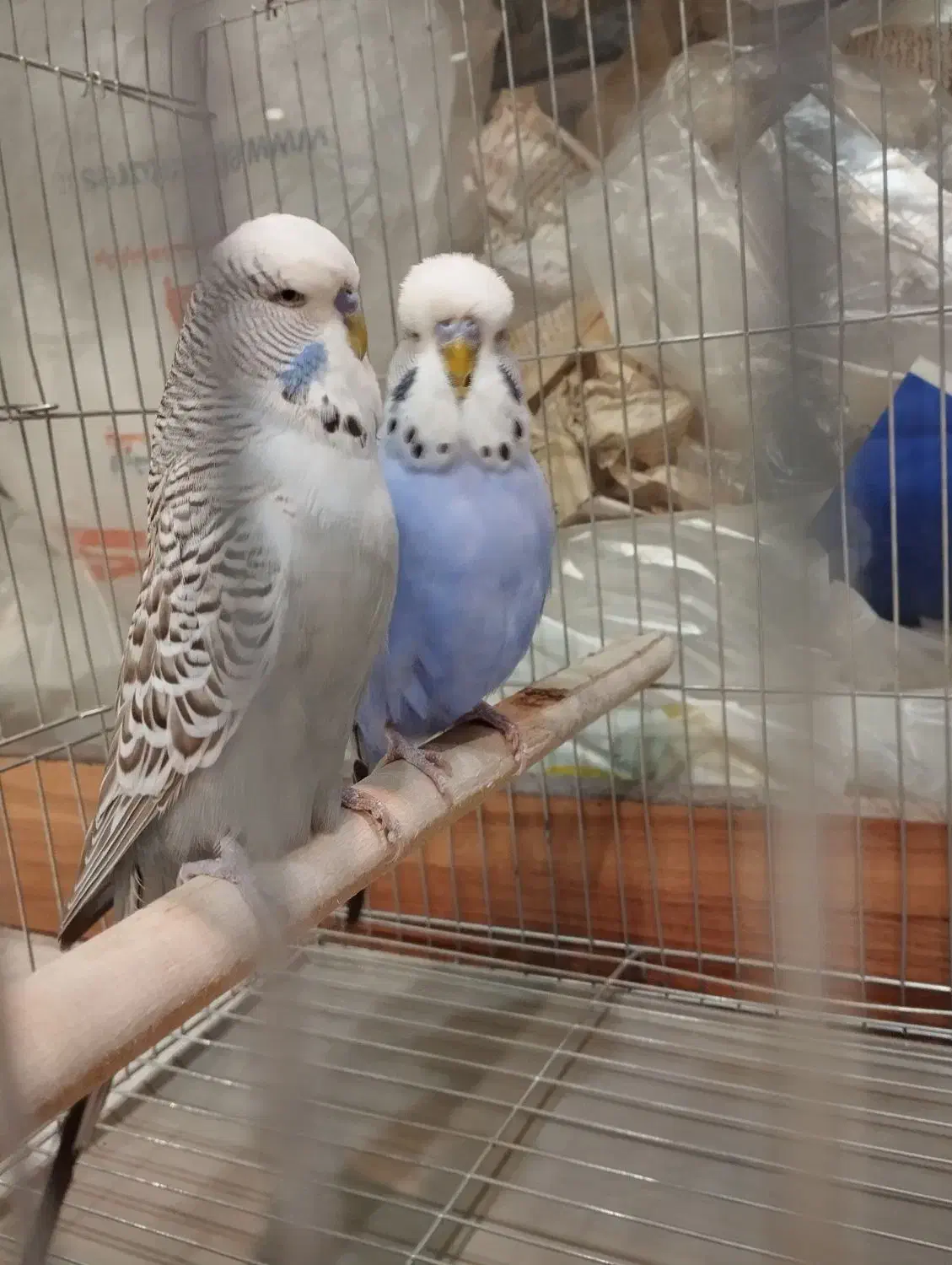 مرغ عشق انگلیسی|پرنده|جم, |دیوار