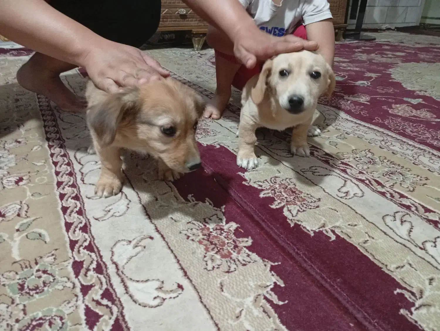 واگذاری پامر پاکوتاه|سگ|کرمان, |دیوار