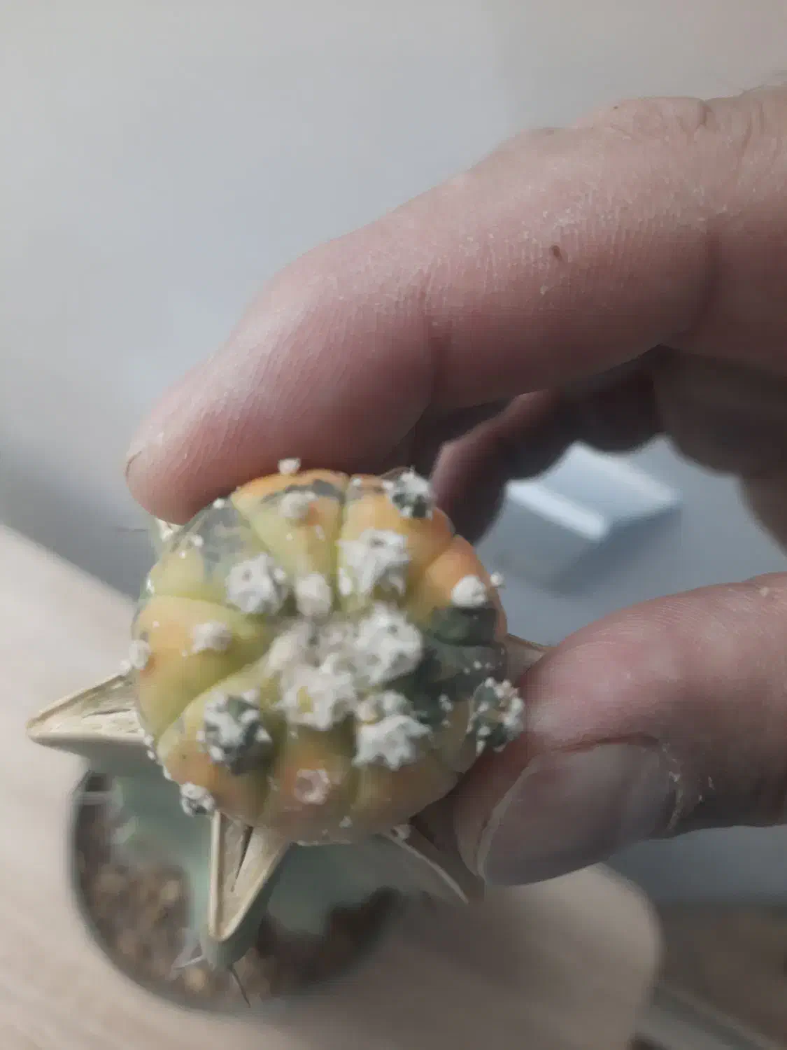 کاکتوس آستریاس ابلق|گل مصنوعی|یزد, |دیوار