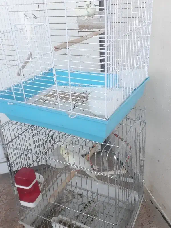 عروس و مرغ عشق با قفس|پرنده|هشتگرد, هیو|دیوار