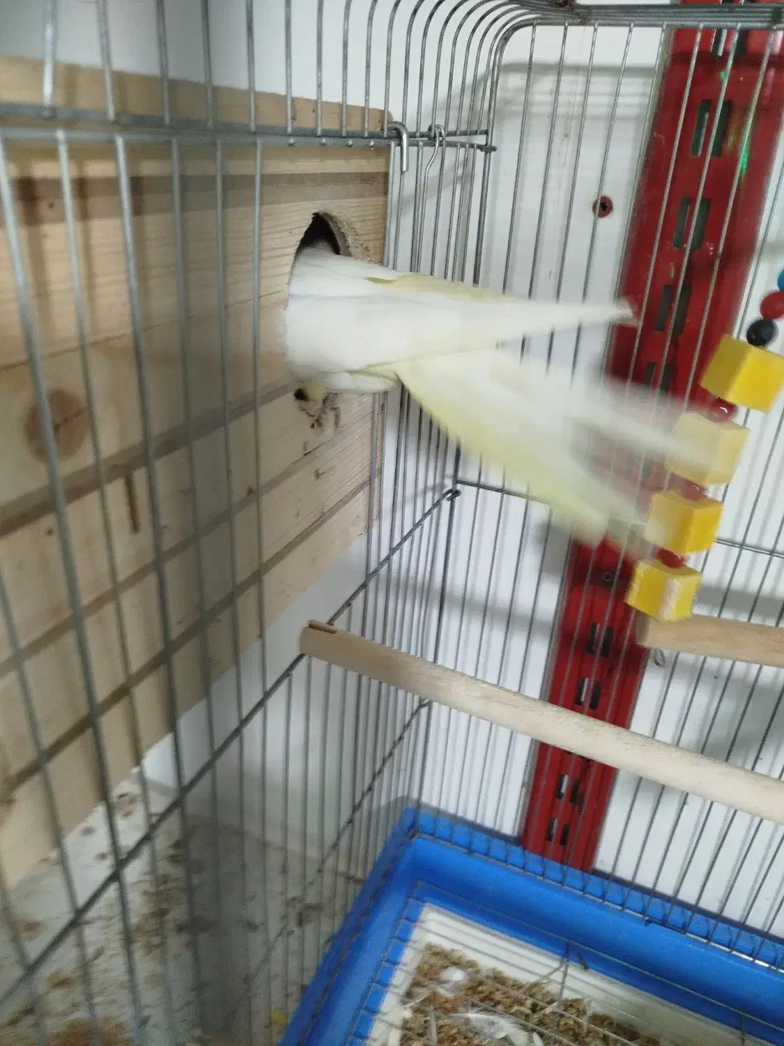 عروس هلندی جفت مولد|پرنده|بندرعباس, |دیوار