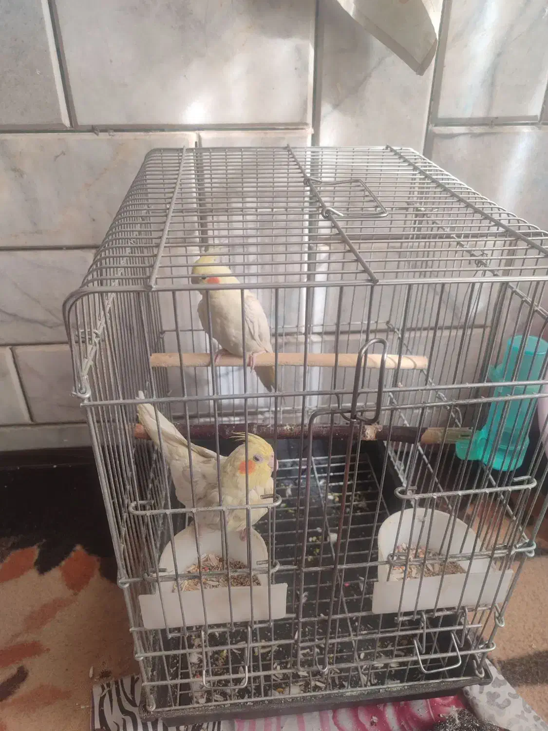 عروس هلندی.. ماده|پرنده|کرمان, |دیوار