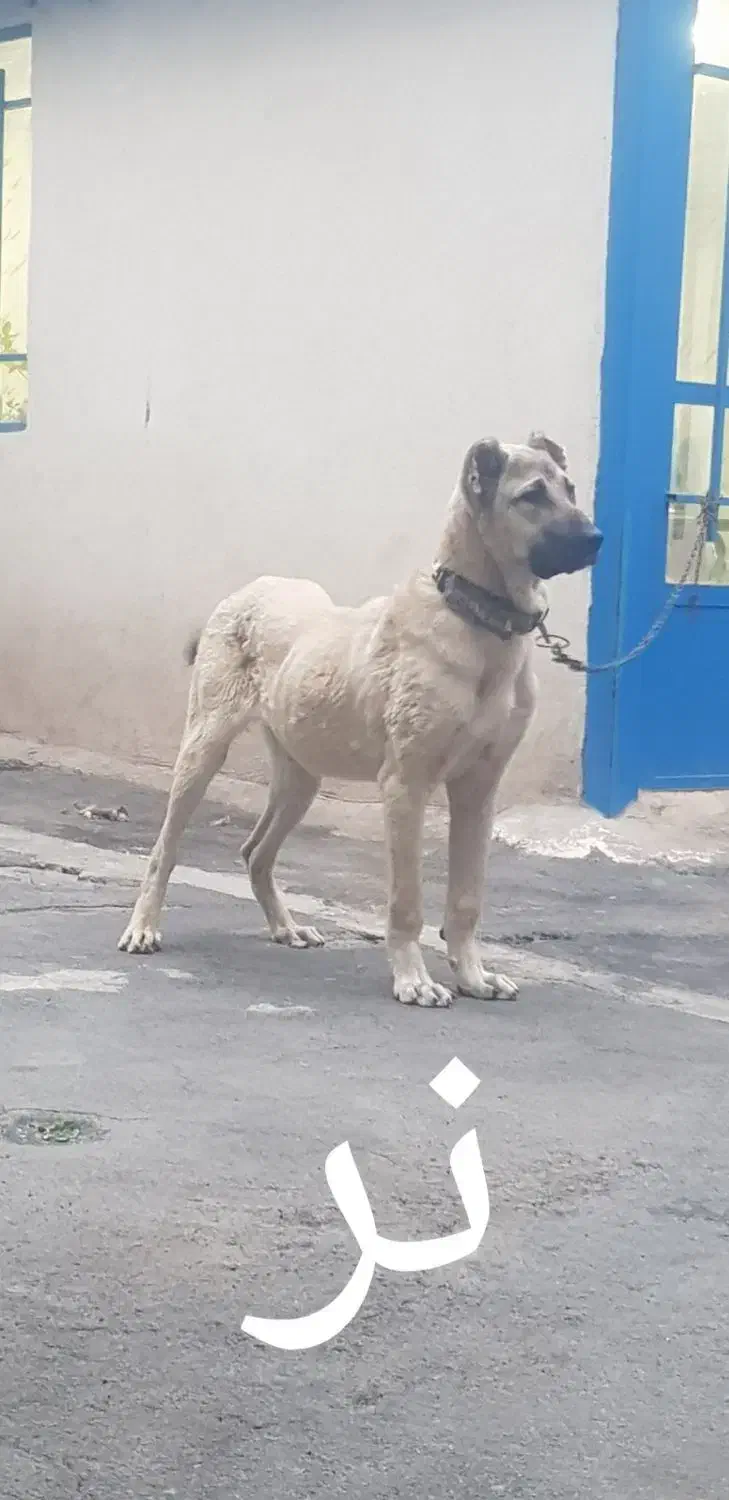 سگ سراب|سگ|قدس, شهرک صنعتی زاگرس|دیوار