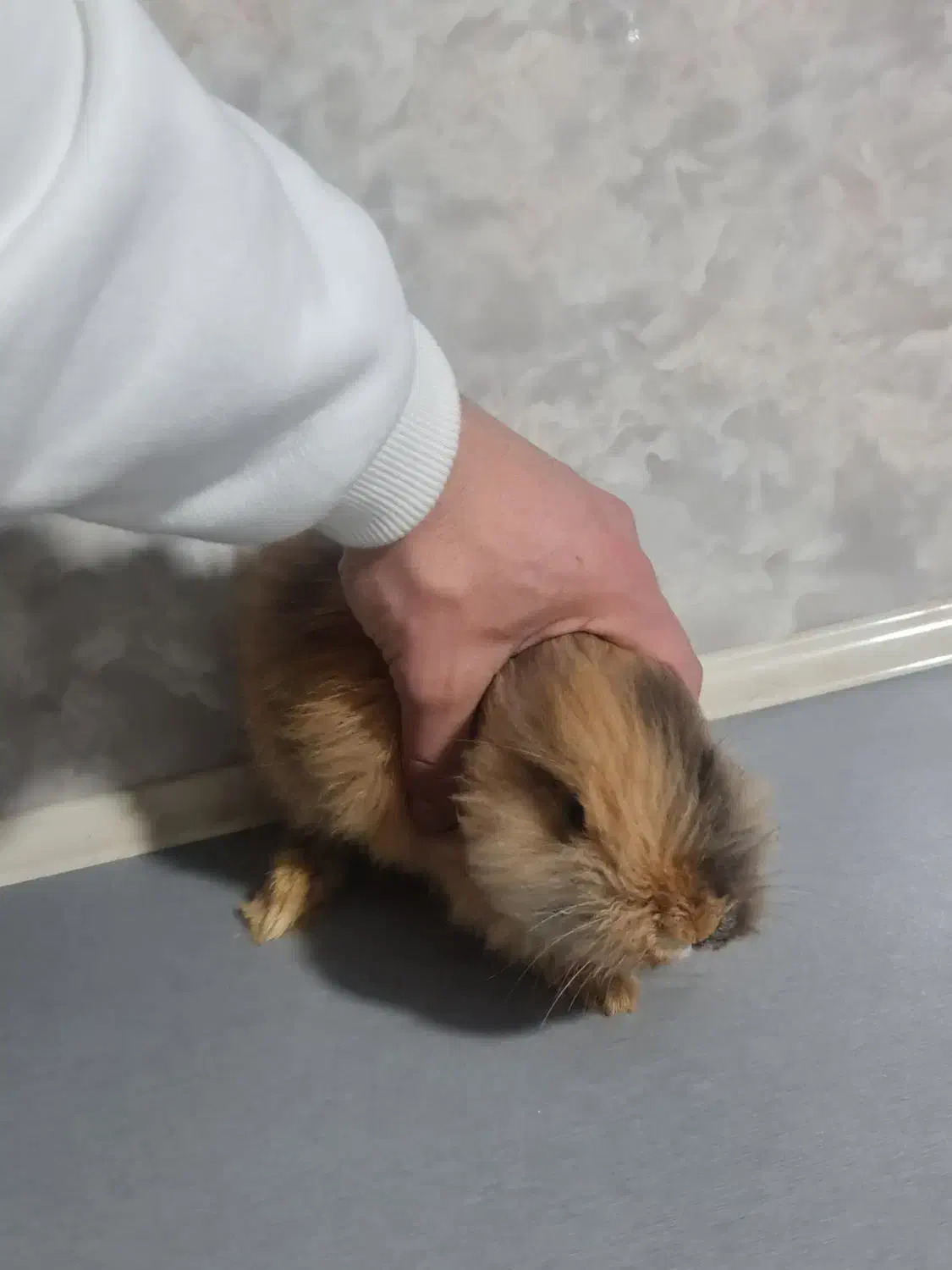 خرگوش لوپ|موش و خرگوش|اردبیل, |دیوار