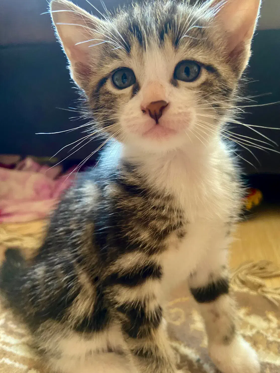 واگذاری گربه|گربه|رشت, باهنر|دیوار