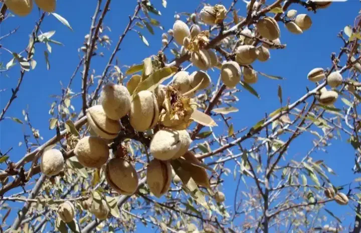 فروش فوری باغ بادام و انگور در شهر زیبای افوس|فروش زمین و ملک کلنگی|بوئین و میاندشت, |دیوار