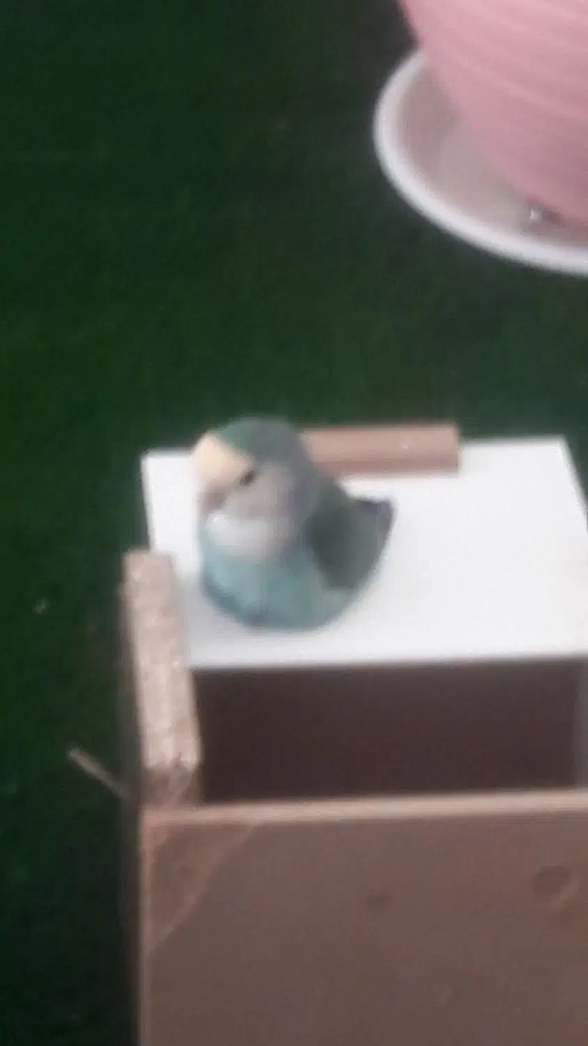 کوتوله برزیلی جفت|پرنده|خمینی‌شهر, |دیوار