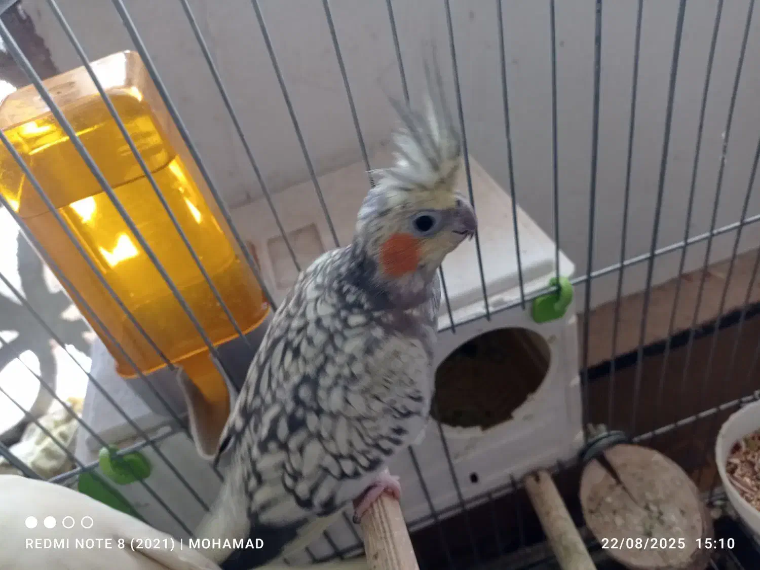 یک جفت عروس هلندی با لوازم|پرنده|پاکدشت, شهرک امام رضا|دیوار