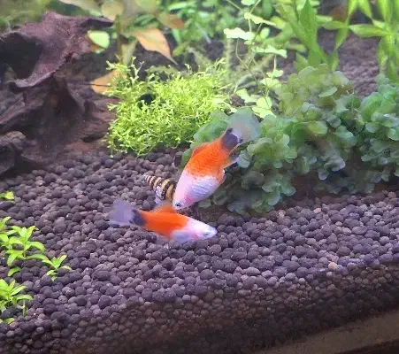 ماهی پلاتی میکی موس|ماهی|ملایر, |دیوار