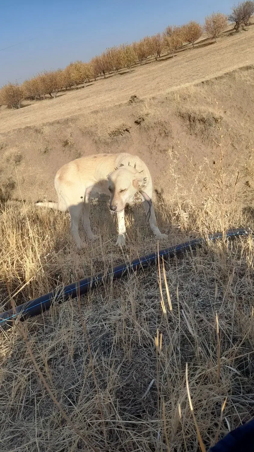 سگ گله ۳ ساله سالم سرحال فقط ۵ ملیون تومان|حیوانات مزرعه|نظر کهریزی, |دیوار