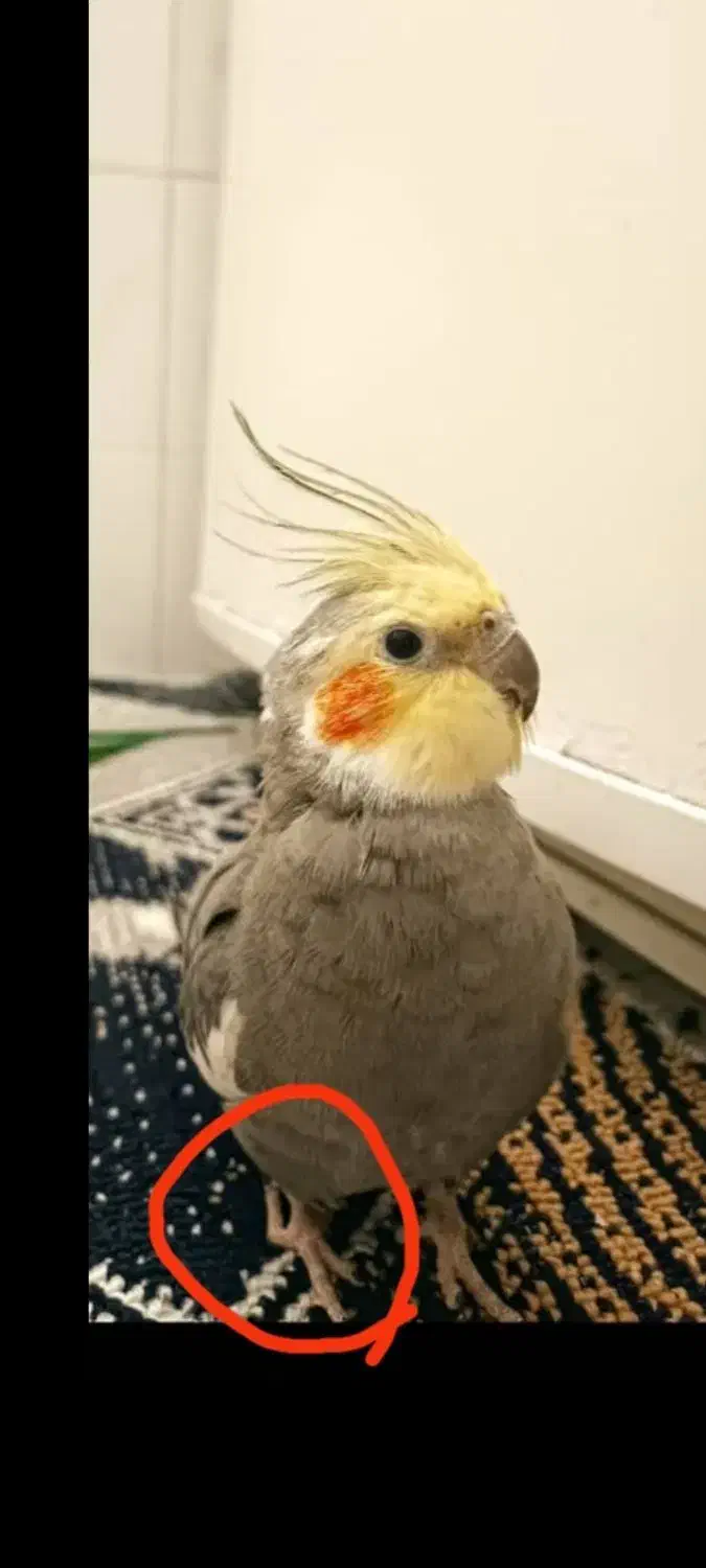 یک عدد عروس هلندی گم شده است|حیوانات|قزوین, |دیوار