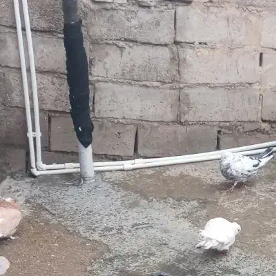 کفتر گم شده|حیوانات|اسلام‌‌آباد غرب, |دیوار