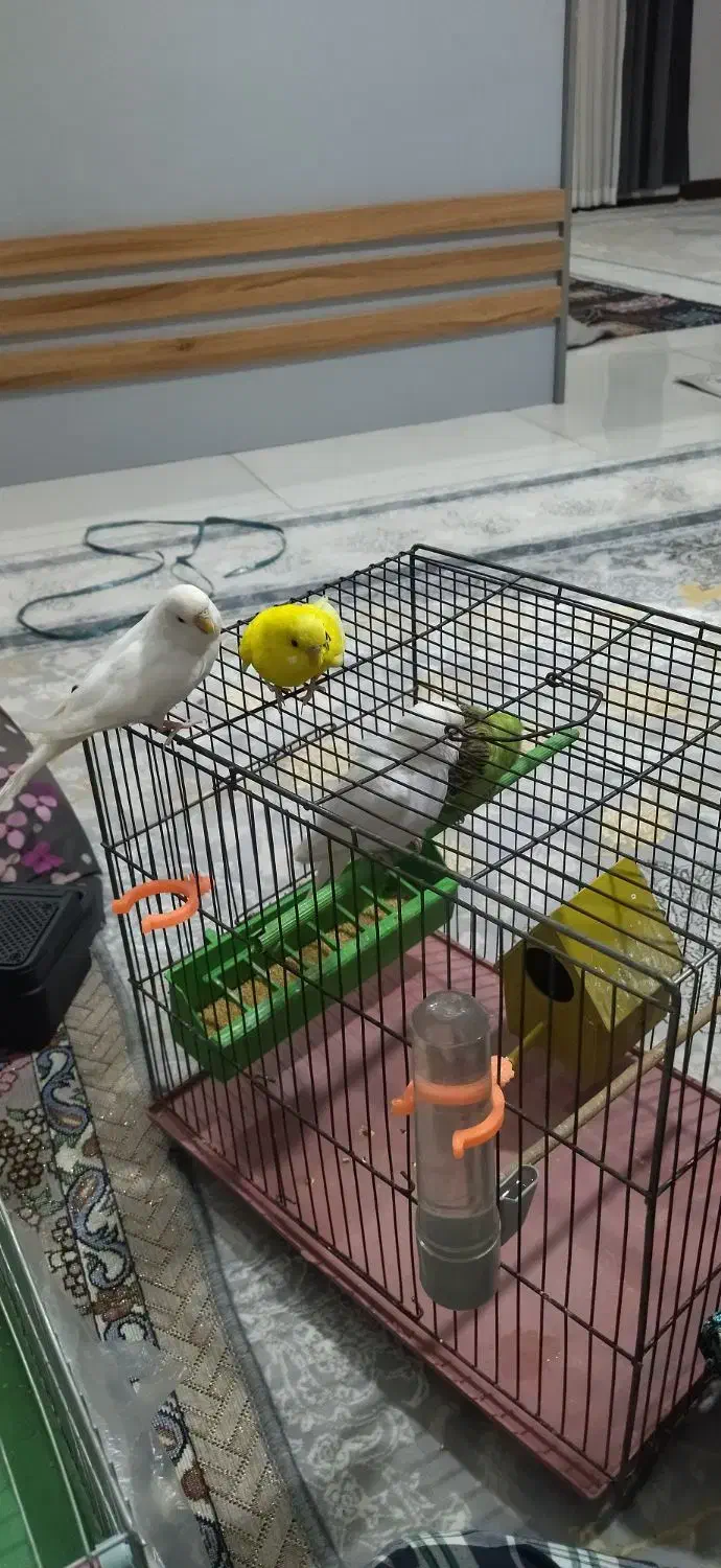 مرغ عشق|پرنده|ملارد, |دیوار