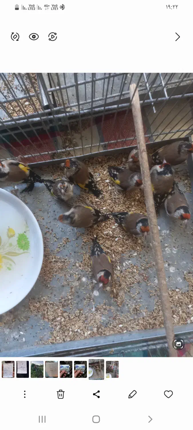 سهره باغملک|پرنده|اهواز, ۲۵۴دستگاه|دیوار