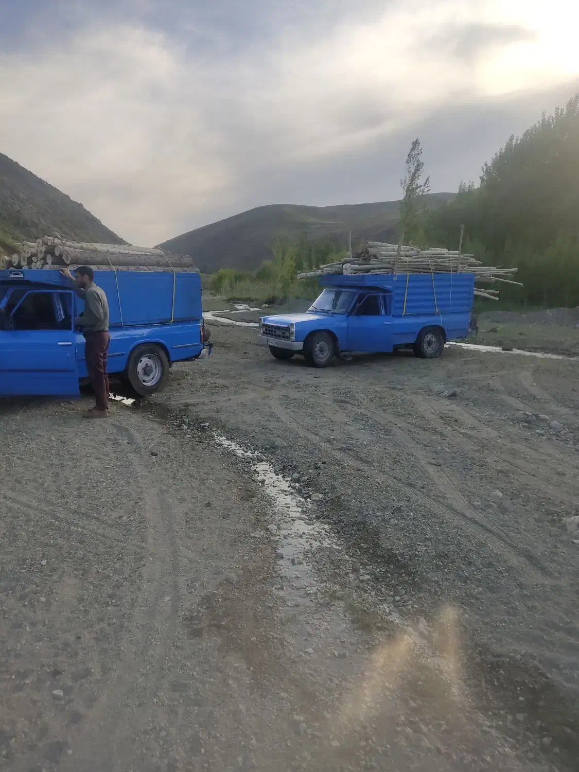 خریدقلمه بید چوب خشک کهنه|خدمات باغبانی و درختکاری|قره ضیاالدین, |دیوار