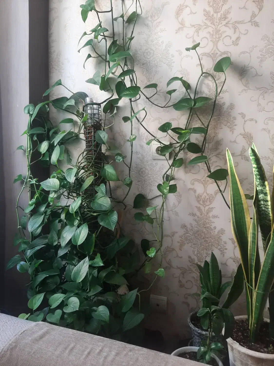 گل پتوس|گل و گیاه طبیعی|محمدیه-قزوین, |دیوار