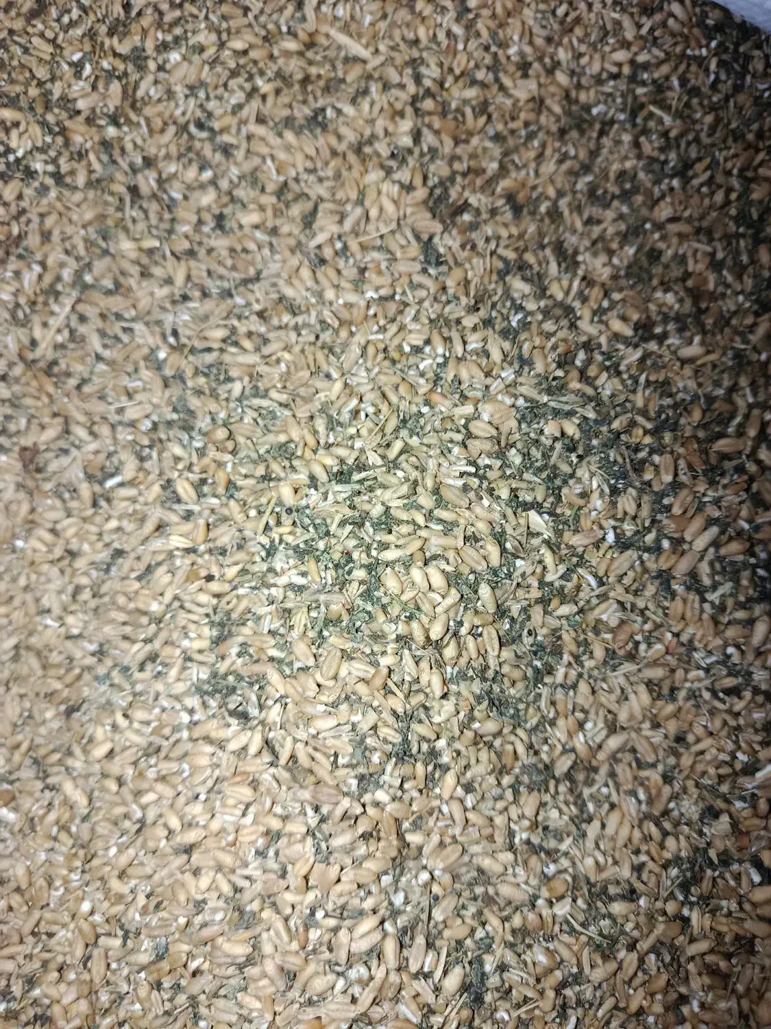 نیم دانه گندم|عمده‌فروشی|سیمین شهر, |دیوار