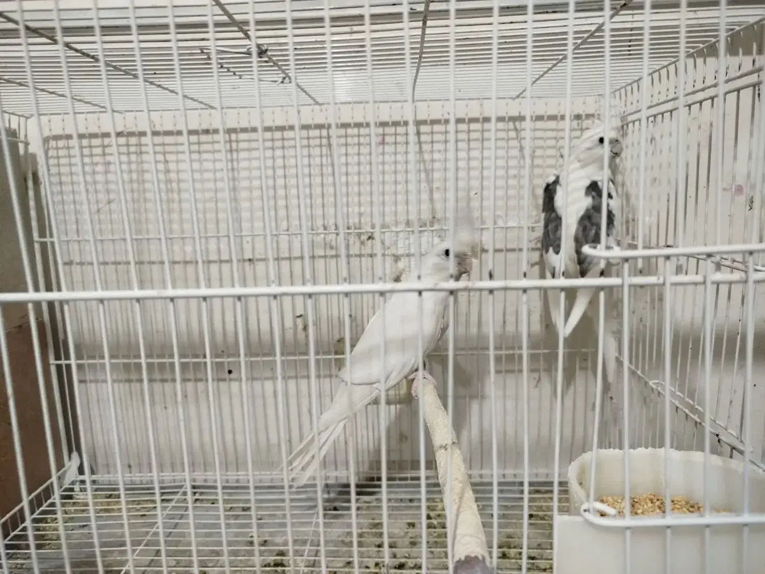 عروس|پرنده|خوسف, |دیوار