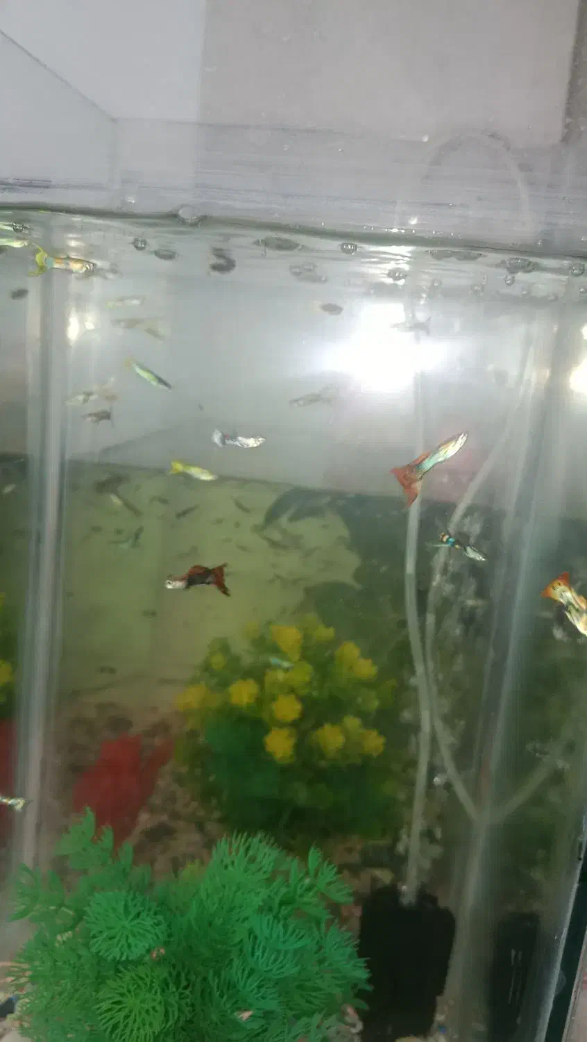 ماهی گوپی|ماهی|تفت, |دیوار