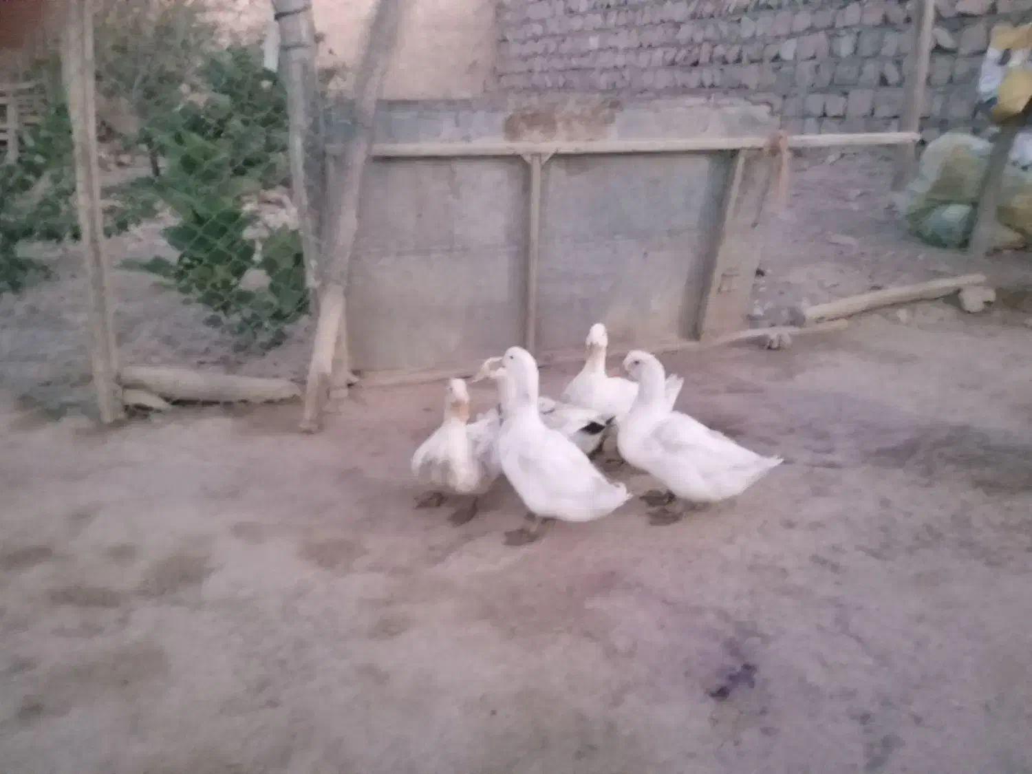 اردک|حیوانات مزرعه|کوهدشت, |دیوار