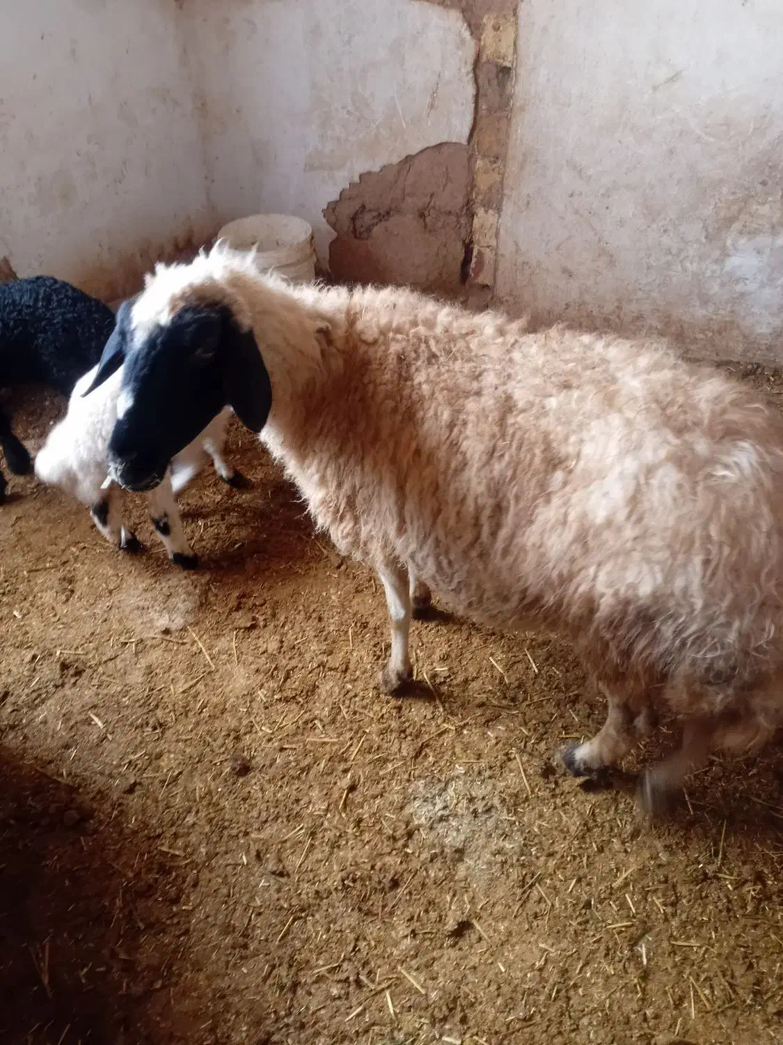 سه عدد میش داشتی|حیوانات مزرعه|فرمهین, |دیوار