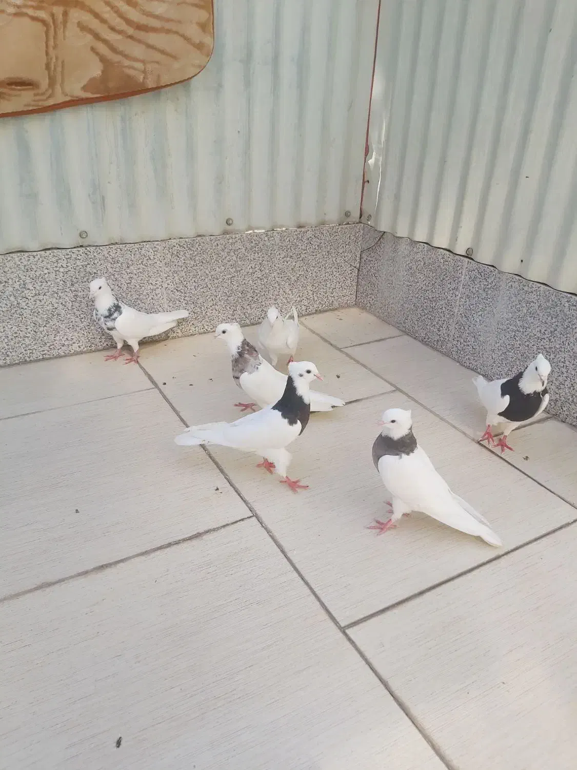 کفتر طوقی یک جفت سرور و ۴تا طوقی جوان|پرنده|اردکان, |دیوار