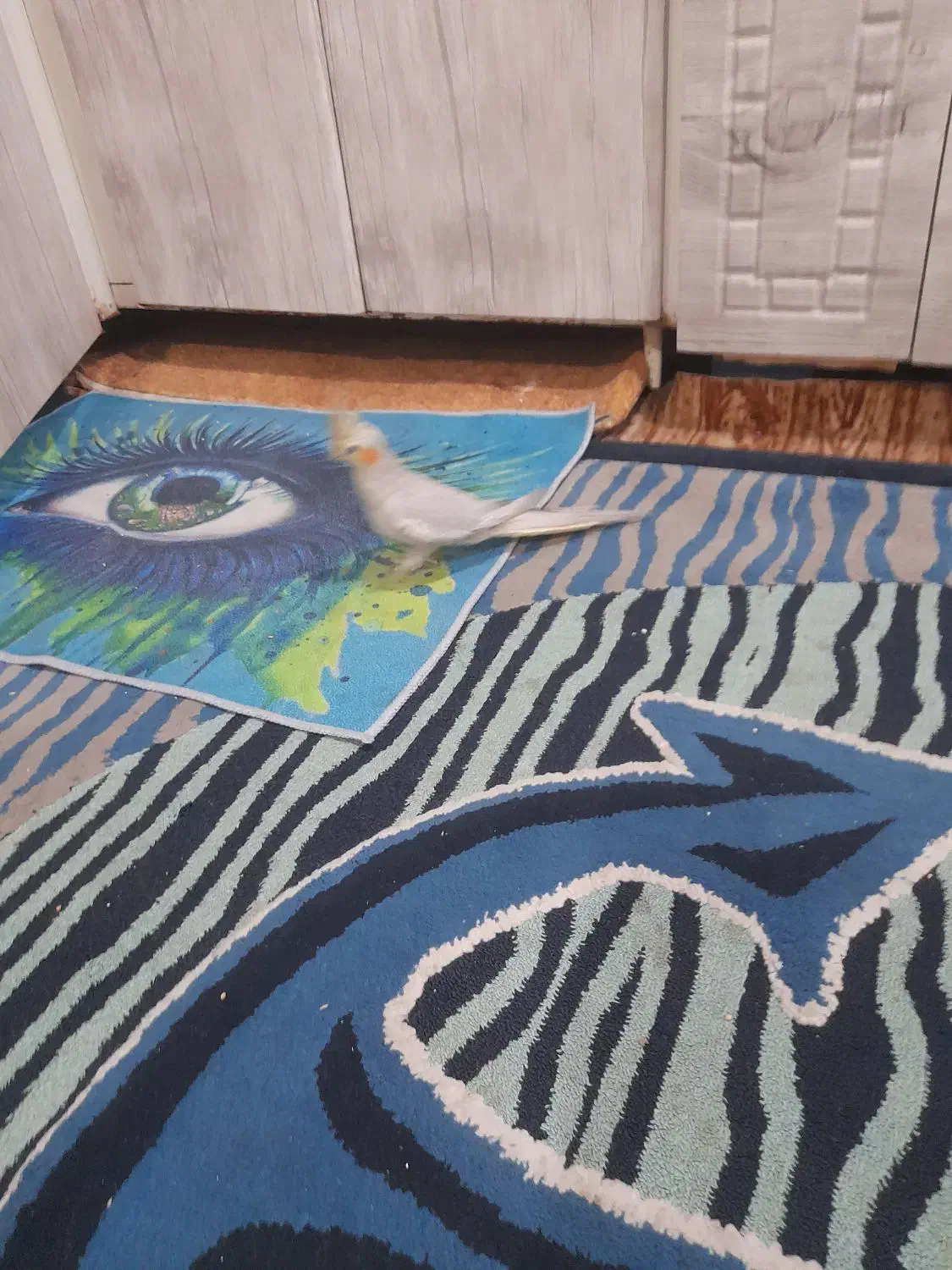 عروس هلندی|پرنده|کارون, |دیوار