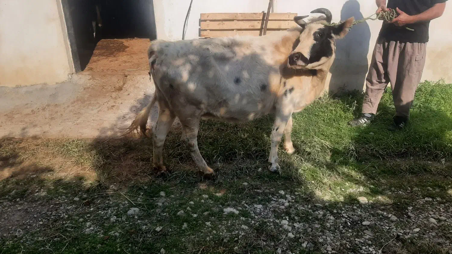 فروش ۲عدد گاو شیر کر|حیوانات مزرعه|نوشهر, |دیوار