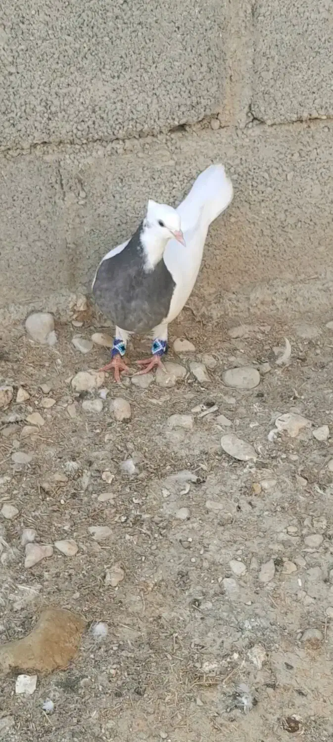 کفتر طووقی|پرنده|لامرد, |دیوار