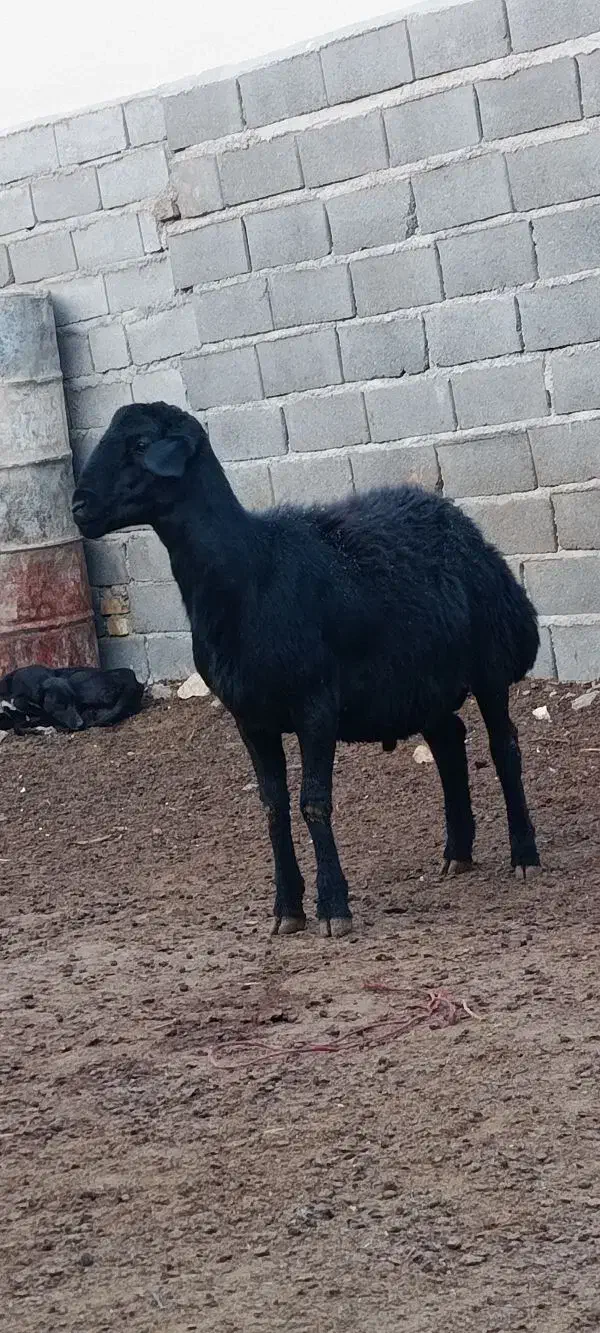 شیشک قوچ قره قزل|حیوانات مزرعه|زنجان, |دیوار