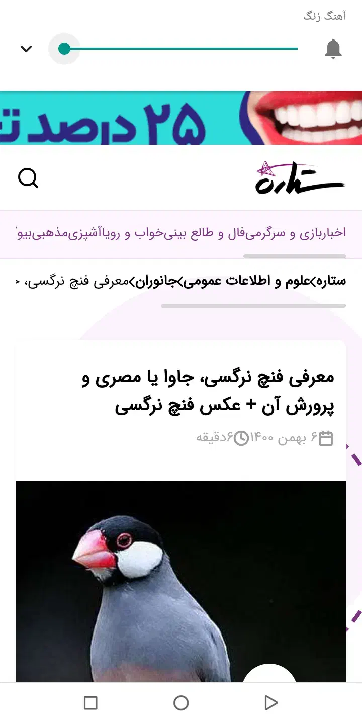 فنچ نرگسی|پرنده|شیروان (خراسان), |دیوار