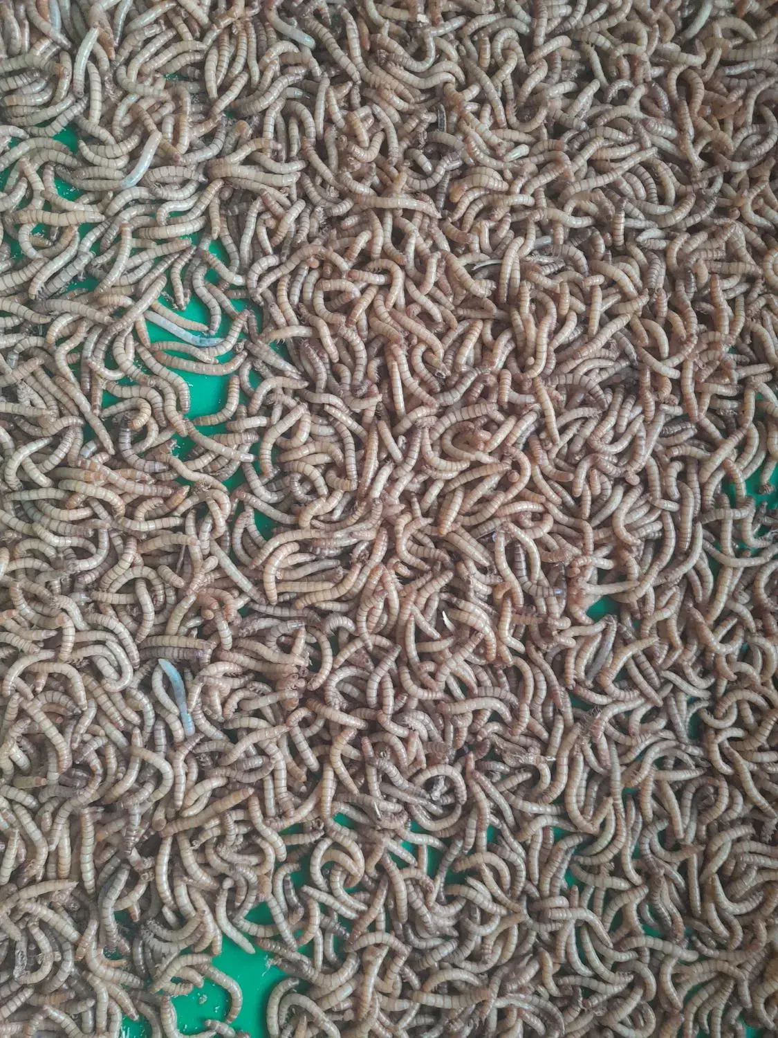 میلورم زنده تمییز|خزنده|مشهد, خواجه ربیع|دیوار