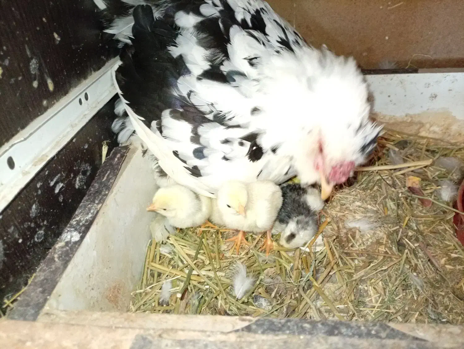 مرغ وخروس گلین|حیوانات مزرعه|قم, شهرک مهدیه|دیوار