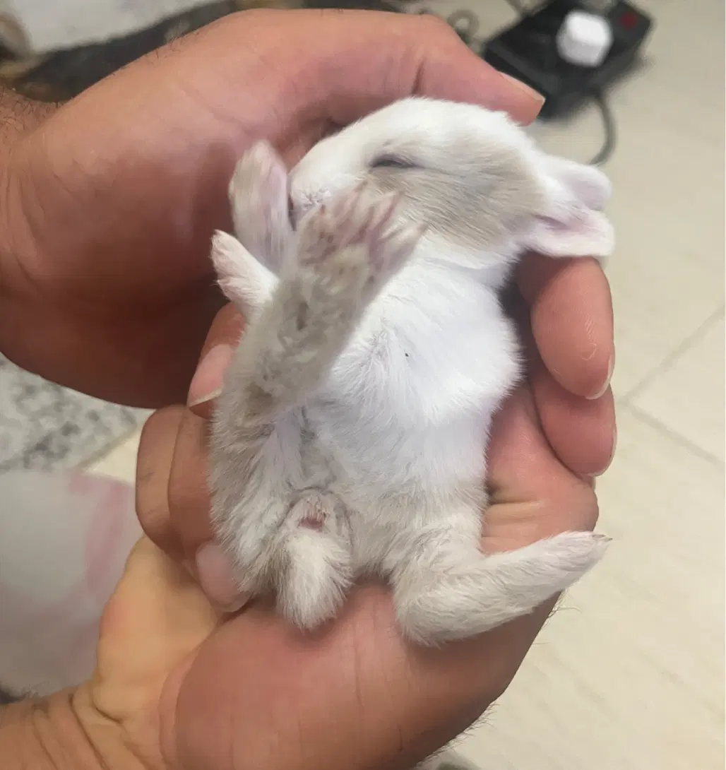 خرگوش|موش و خرگوش|سمنان, |دیوار