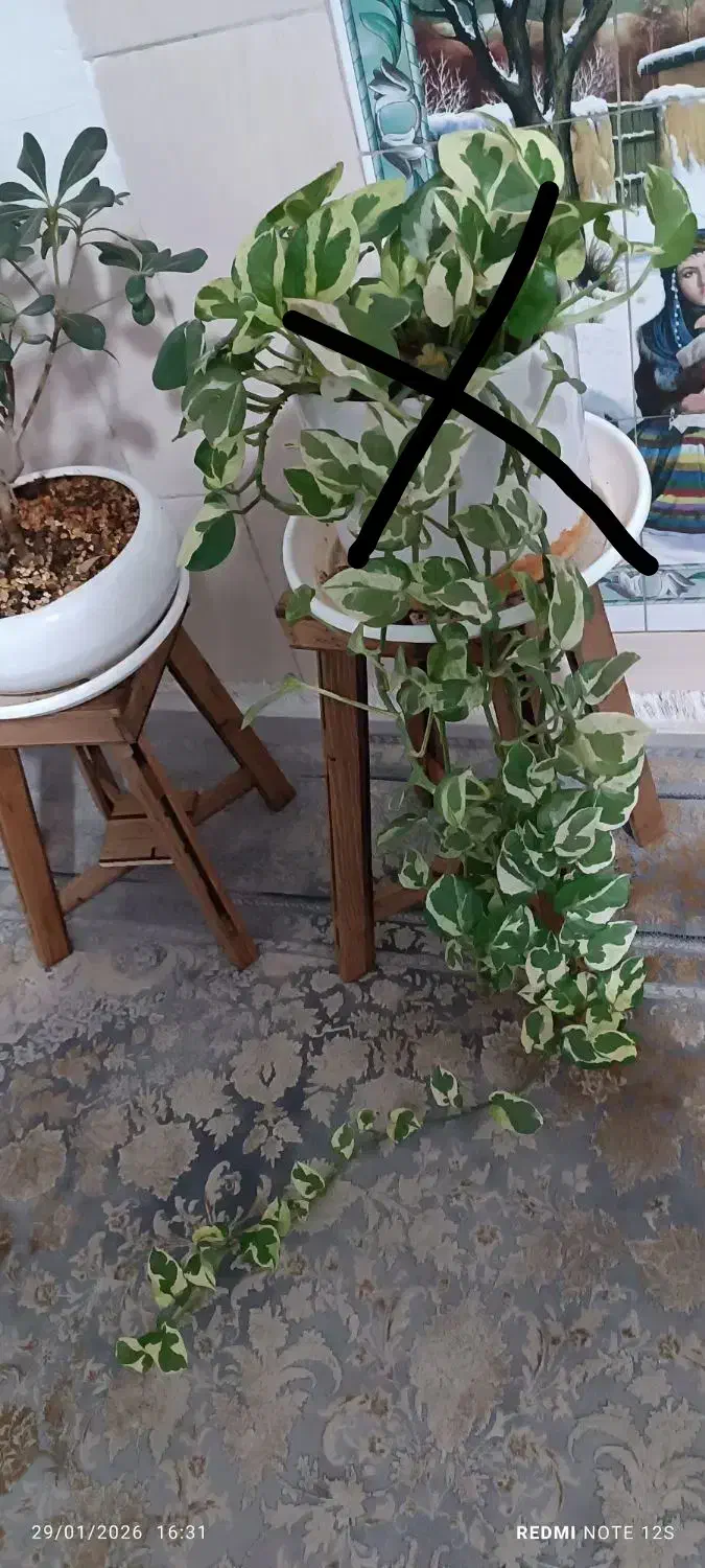 گل و گیاه آپارتمانی|گل و گیاه طبیعی|شیراز, شیخ علی چوپان|دیوار