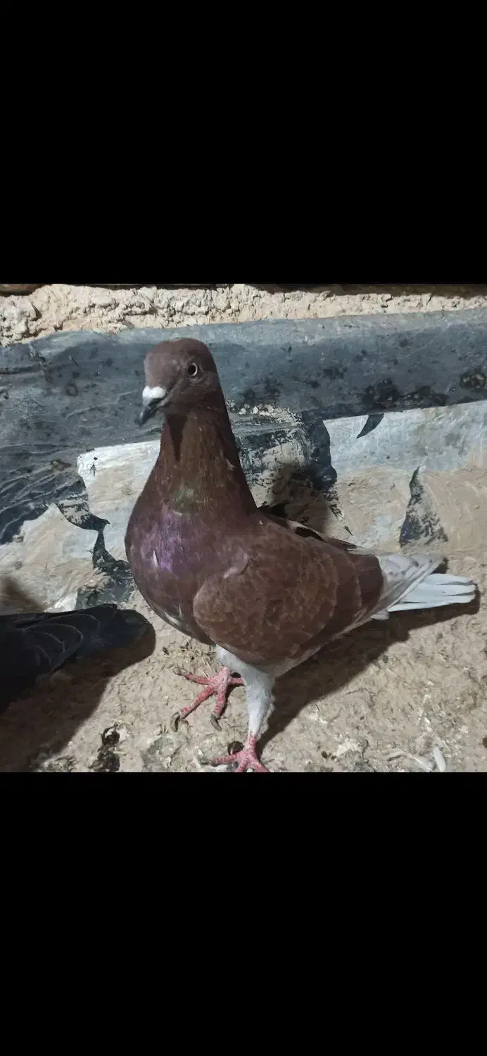 نر سرخ|پرنده|روانسر, |دیوار