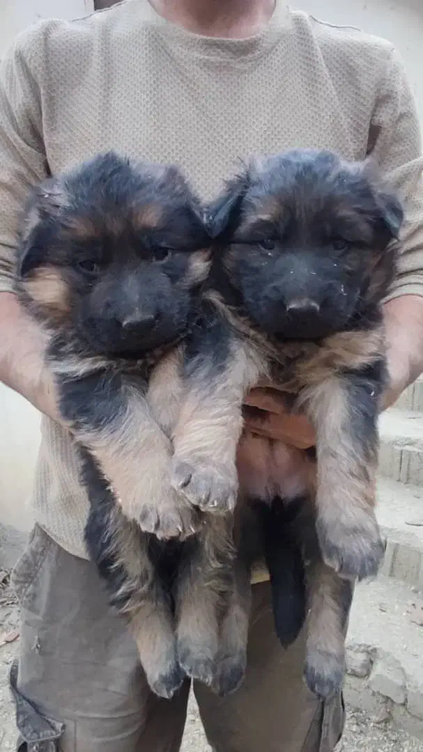 سگ ژرمن اصل|سگ|تهران, تهرانپارس جنوبی|دیوار