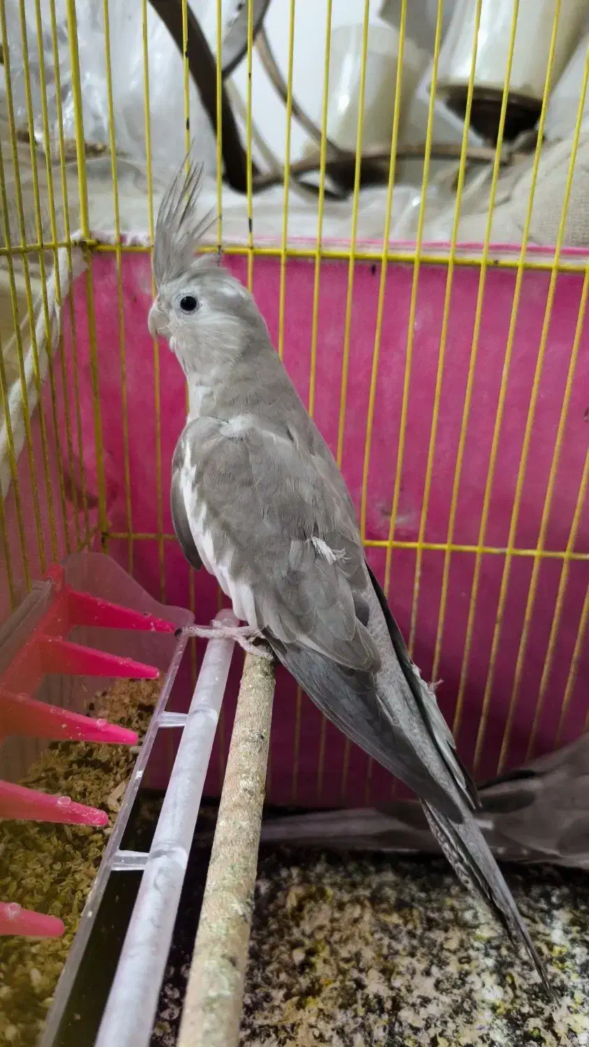 عروس هلندی وایت فیس|پرنده|بندر ماهشهر, |دیوار