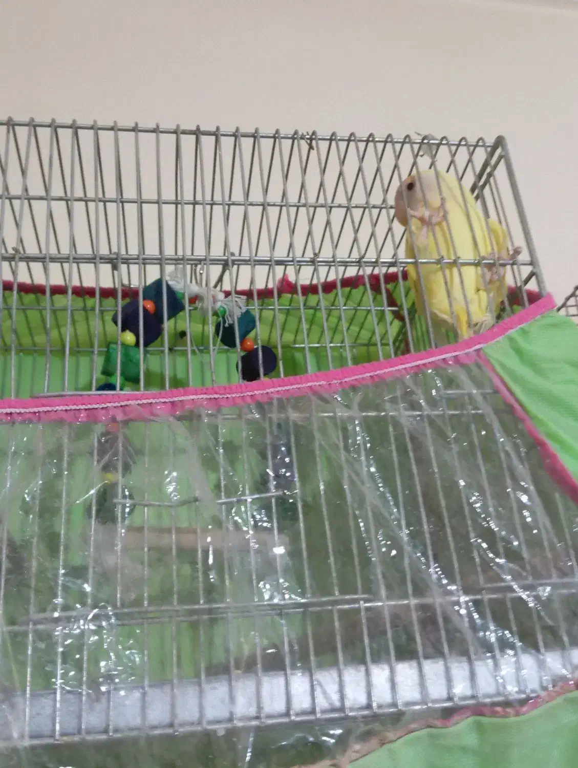 کوتوله ماده وعروس|پرنده|سبزوار, قصبه شرقی|دیوار