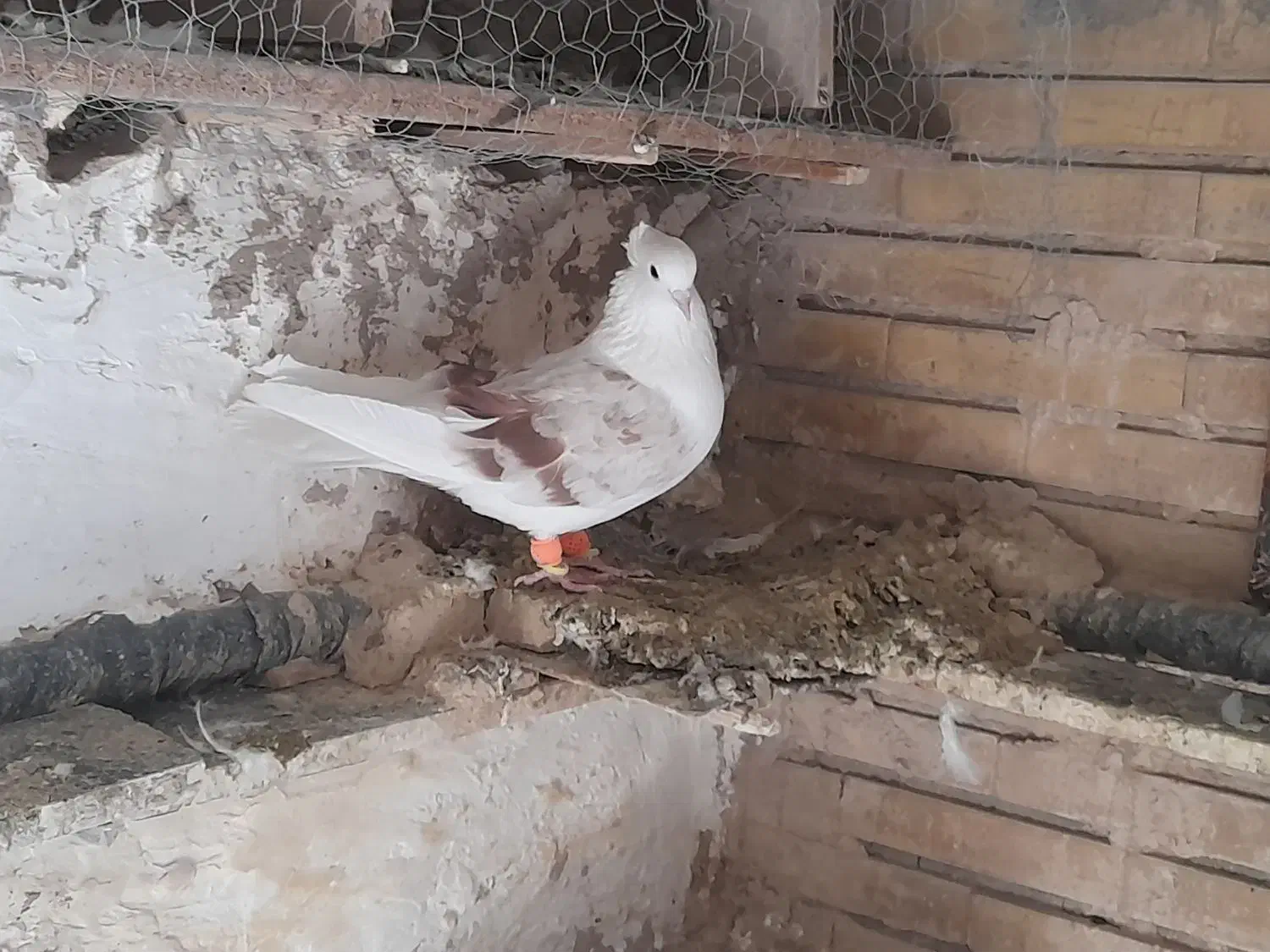 دوکت ماده|پرنده|لاران, |دیوار