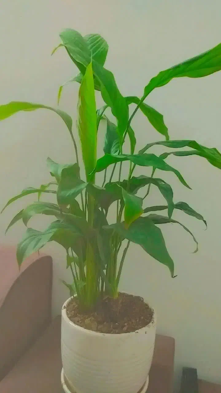 گلمون رسید|گل و گیاه طبیعی|بندر ماهشهر, |دیوار