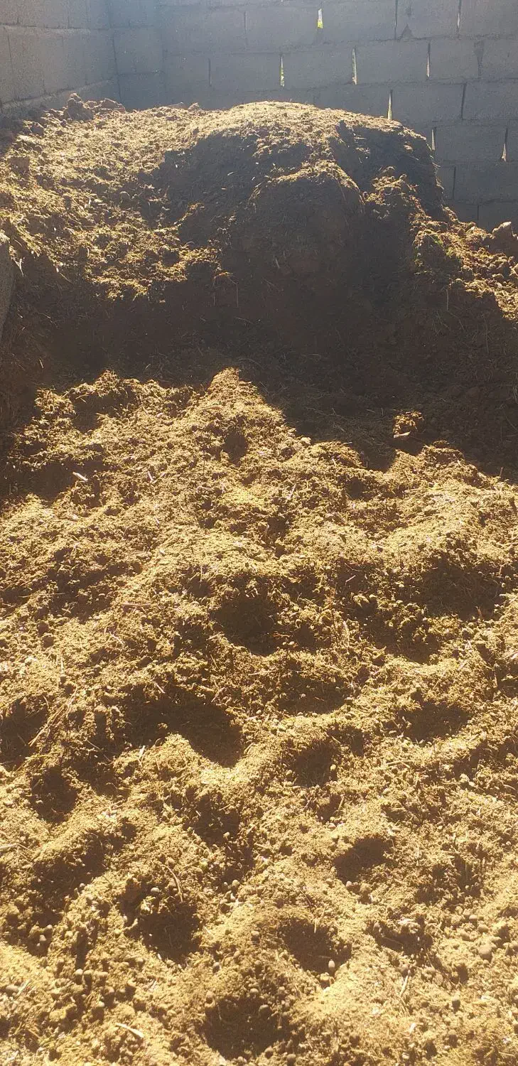 فروش سمات گاو|حیوانات مزرعه|چاه مرید, |دیوار