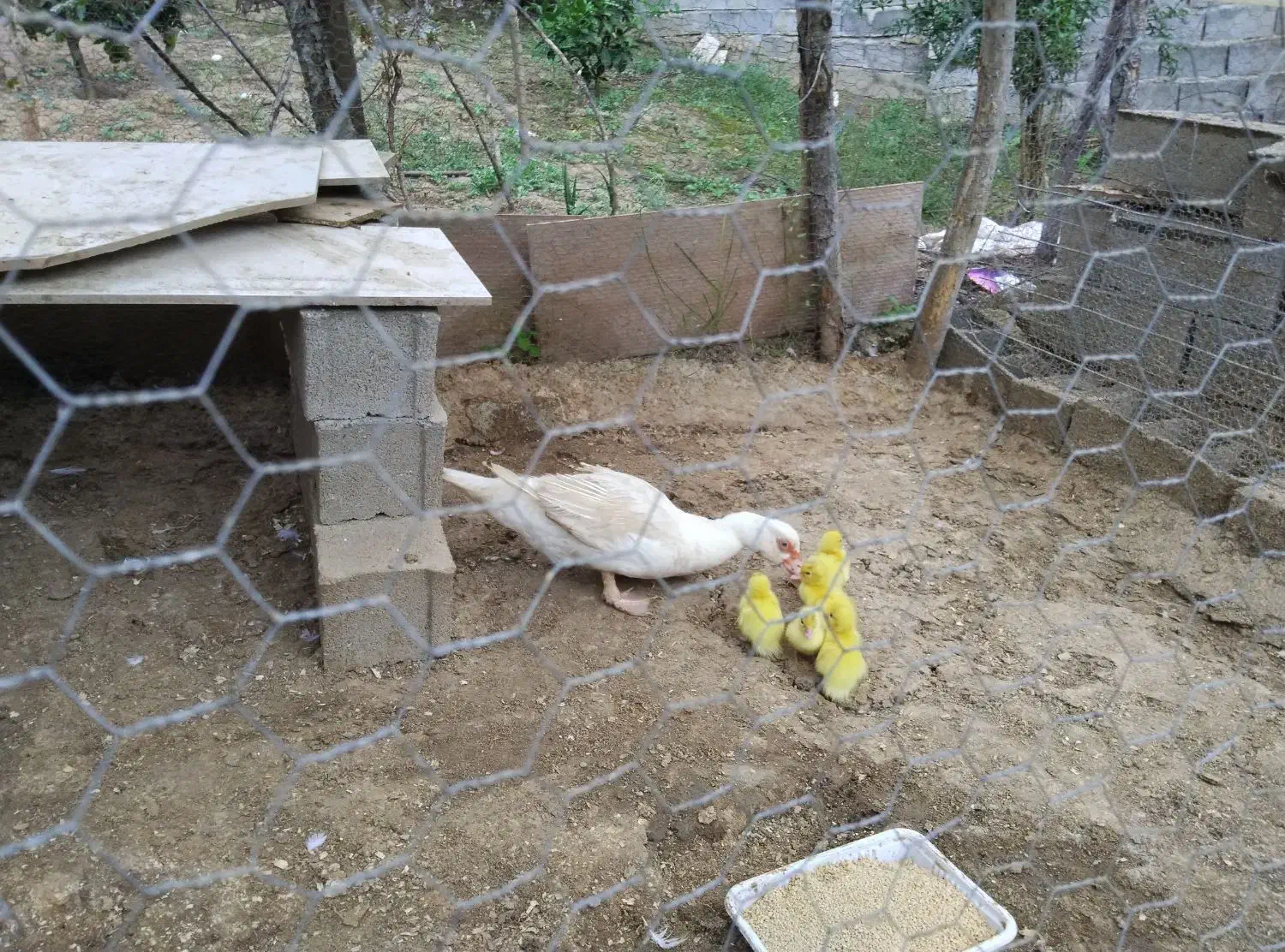 مادر و  ۵ تا  جوجه اردک  خارجی|حیوانات مزرعه|نکا, |دیوار