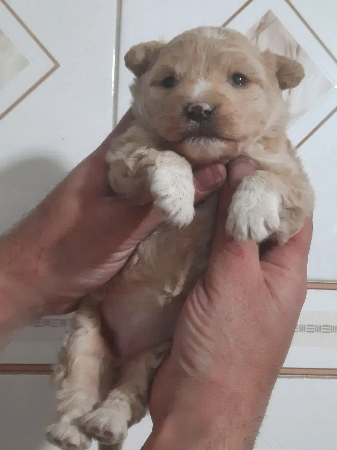 پودل کراس ماده|سگ|تهران, باغ خزانه|دیوار